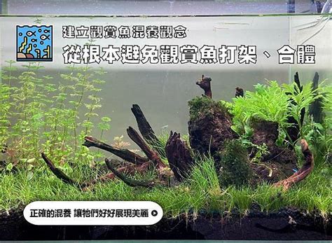 燈魚混養|千萬別亂買！建立觀賞魚混養觀念｜水族箱姊弟－水族 